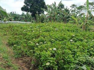 Land For Sale In Gobleg Village, Singaraja, 2