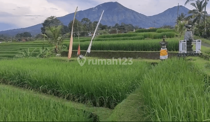 Land For Sale At Penebel Tabanan Bali Views Of Rice Fields  2