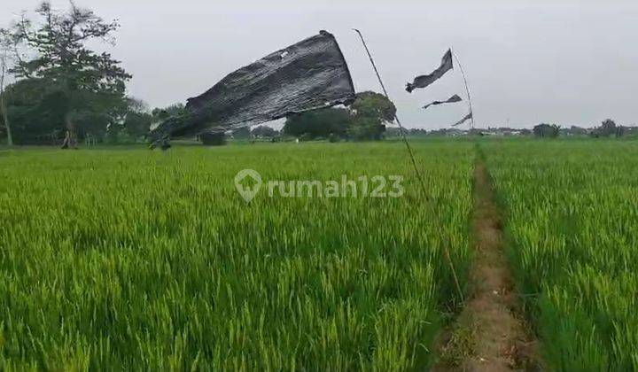 Dijual Sebidang Tanah Pertanian Yg Masih Produktif Dgn Hasil Panen Yg Sangat Baik 2