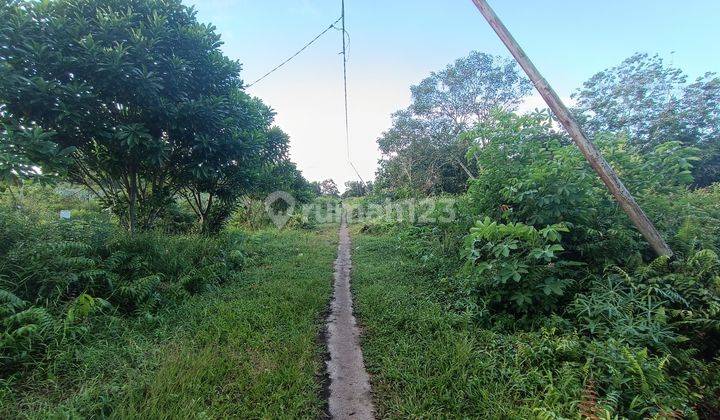 Tanah di jalan Madu sari cocok untk Investasi dan berkebun 2