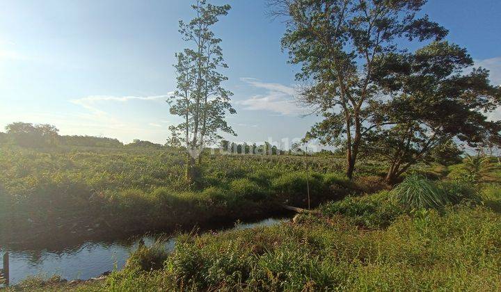 Tanah Jalan Madu Sari sudah ada akses jalan setapak dan cocok untuk berkebun 2