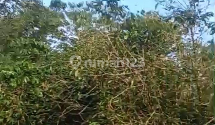 Tanah Perkebunan Kopi Di Cugenang Milik Pribadi Masih Aktif Baru Panen