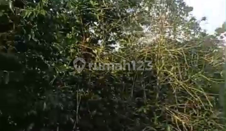 Tanah Perkebunan Kopi Di Cugenang Milik Pribadi Masih Aktif Baru Panen