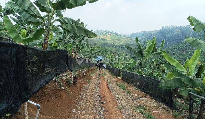 Tanah Murah Di Puncak Investasi Memukau Harga Terjangkau 1