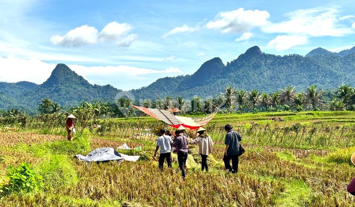 KAVLING SAWAH MURAH BONUS FASILITAS MEWAH 2