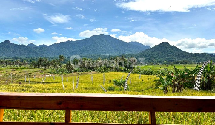 KAVLING SAWAH MURAH BELI HARI INI BISA PANEN PADI SENDIRI 2