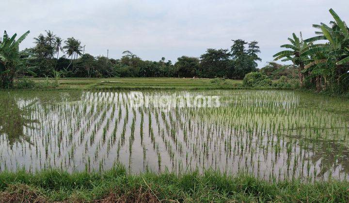 TANAH SAWAH GIANYAR 2