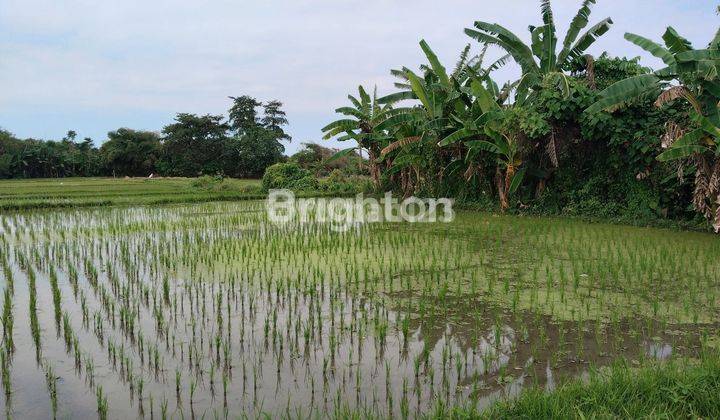 TANAH SAWAH GIANYAR 1