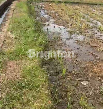 SAWAH PRODUKTIF LOKASI STRATEGIS DI PENATIH DENPASAR UTARA  1