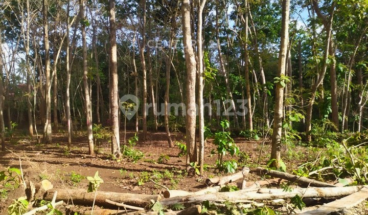 Tanah Luas 1000m2 Di Paliyan Cocok Untuk Resort Atau Homestay