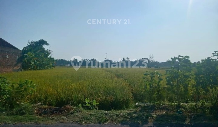 Rice Field Land 2550m2 in Bantul, Only 700m from Kopi Klotok Paris Rice Field Land 2550m2 in Bantul, Only 700m from Kopi Klotok Paris