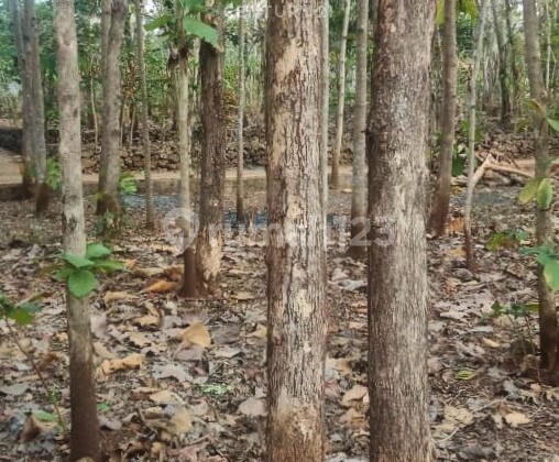 Tanah Luas 1000m2 Di Paliyan Cocok Untuk Resort Atau Homestay Tanah Luas 1000m2 Di Paliyan Cocok Untuk Resort Atau Homestay