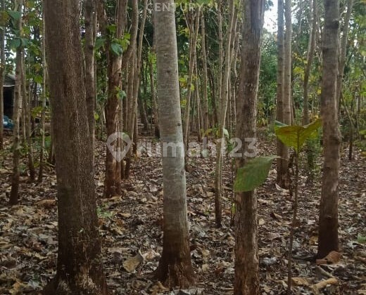 Tanah Luas 809m2 Di Paliyan Gunungkidul Cocok Untuk Investasi 