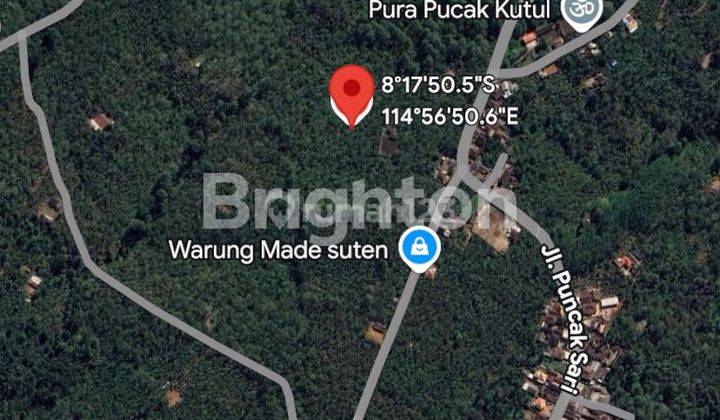 3,85 Hektar Tanah Kebun Kopi Robusta Produktif di Buleleng 2