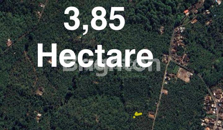 3,85 Hektar Tanah Kebun Kopi Robusta Produktif di Buleleng 1