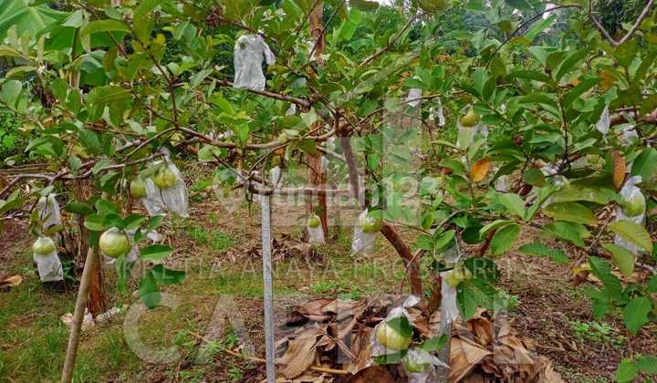 Kebun Buah Luas di Cianjur Siap Ganti Pemilik Kebun Buah Luas di Cianjur Siap Ganti Pemilik