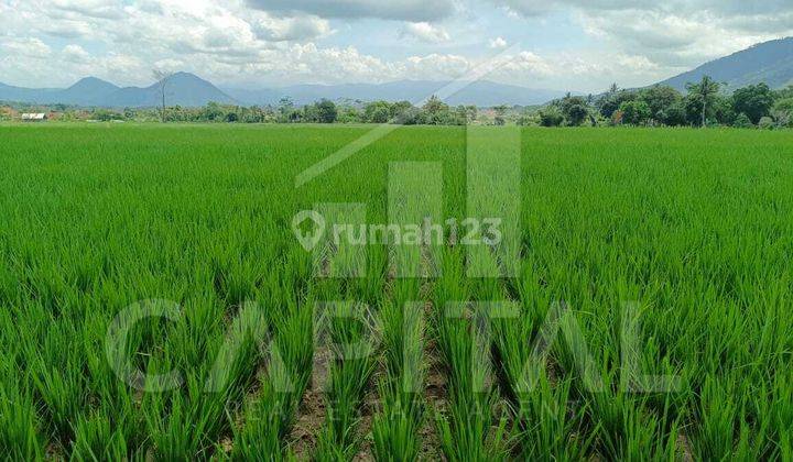 Tanah Sawah Luas di Garut 2