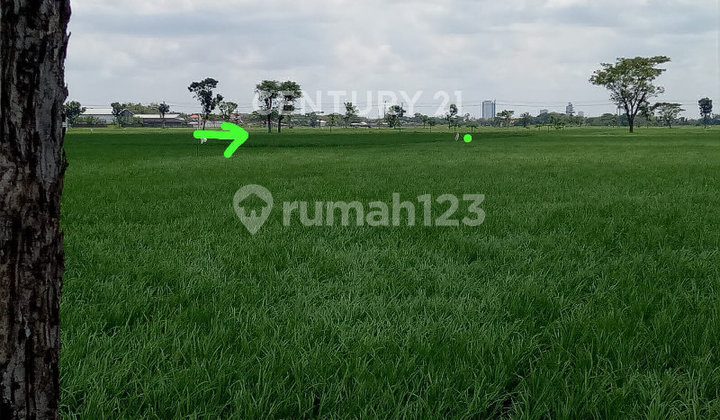 Productive Rice Field in Sukoharjo Regency, Central Java S9319