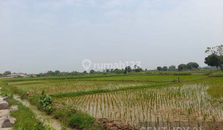 Tanah Sawah Kp Nyompok Cikande Nego Sampai Deal 2