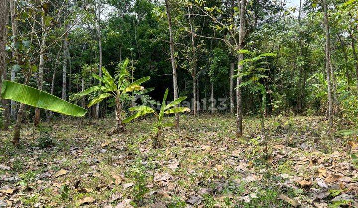 Dijual Tanah Talang Bakung Area Ramai Pemukiman 2