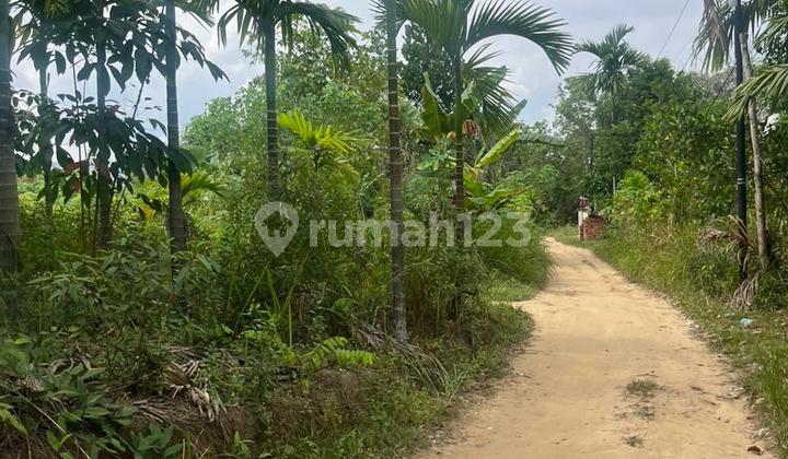 Dijual Tanah Murah Bagan Pete.kota Jambi Dijual Tanah Murah Bagan Pete.kota Jambi