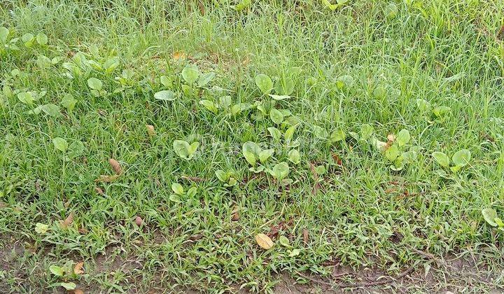 Dijual tanah Strategis Pasir Putih Dekat SMA Unggul Sakti 2