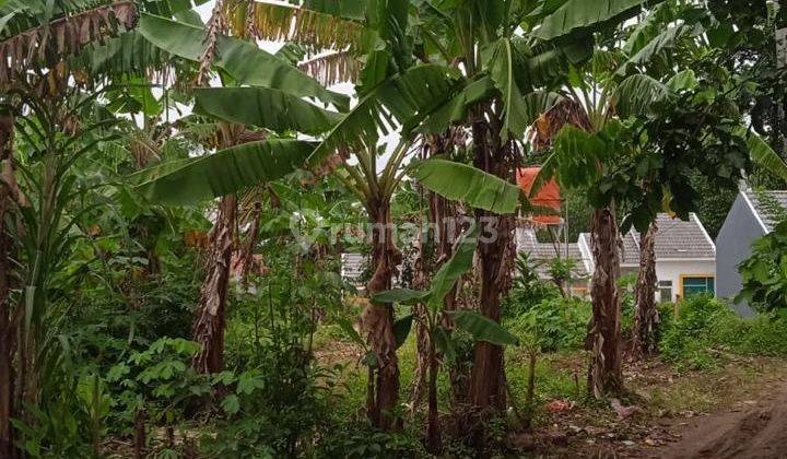 Turun Harga, Jual Tanah Murah Di dekat  Perumahan  Batara  dan Stasiun  Cikoya Tangerang 2