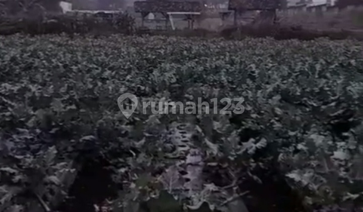 For Sale! Tanah Luasan Besar di Lembang For Sale! Tanah Luasan Besar di Lembang