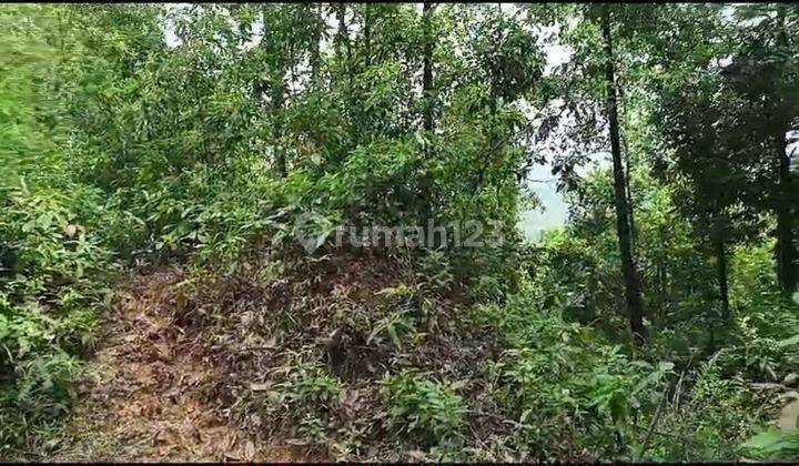 BUAT INVEST! Tanah Hutan di Suka Makmur Bogor dijual HARGA BAGUS! 2