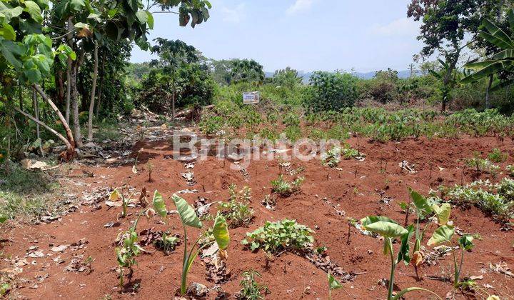 TANAH TEGALAN 350M2 JL RAYA KRENGSENG GRINSING KAB.BATANG 1