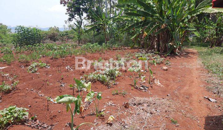 TANAH TEGALAN 350M2 JL RAYA KRENGSENG GRINSING KAB.BATANG 2