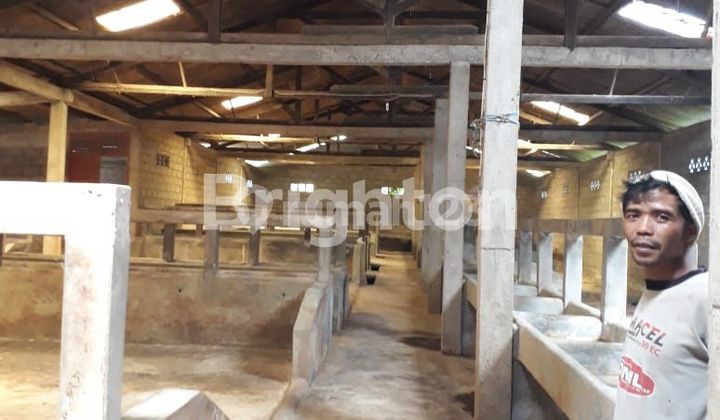KANDANG SAPI LOKASI KOPENG 1