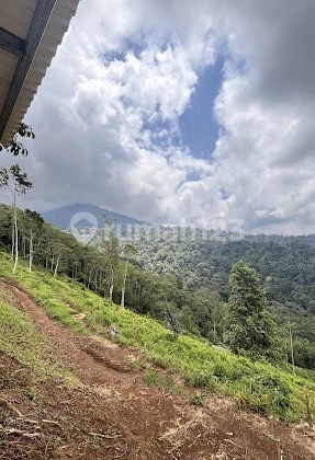 Dijual Tanah 10 Are Bonus Bibit Durian View Ocean