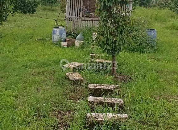 Dijual Tanah Kebun Di Dlagu Mojokerto 2