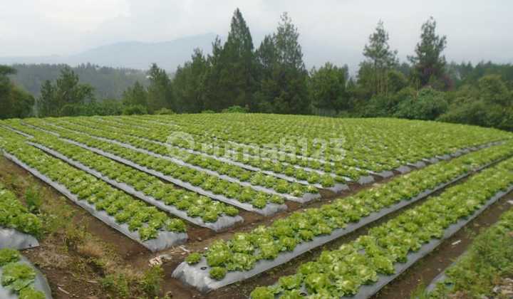 Land Suitable for Villas in Cobodas, Lembang, Bandung, West Java.