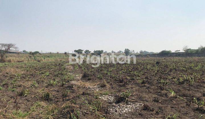 Tanah Jetis Mojokerto Cocok di buat Lahan Pertanian/ Kandang Ayam 1