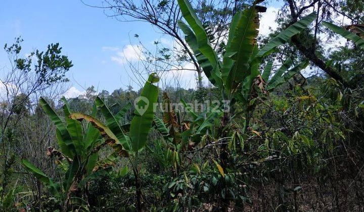 Tanah Dijual di tanam Pohon Kopi Robusta Dan Sudah Panen Setiap Tahun. Ada Sungai Kecil Tanah SHM 8800 m² 2