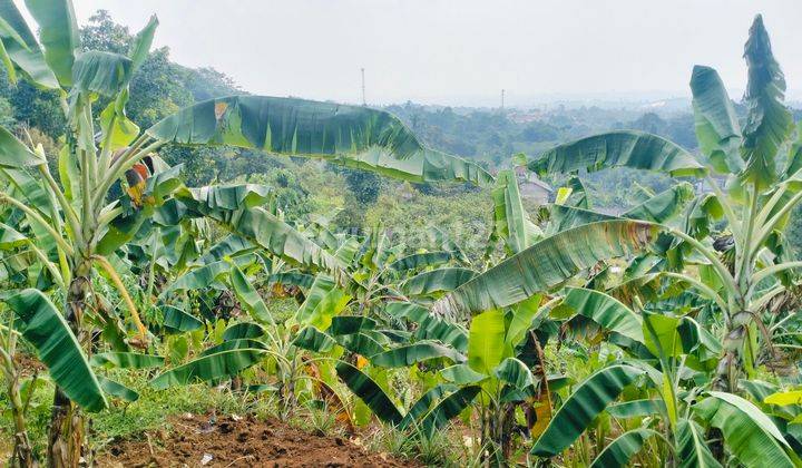 tanah 2 hektar di Tajur halang Cijeruk Bogor 1