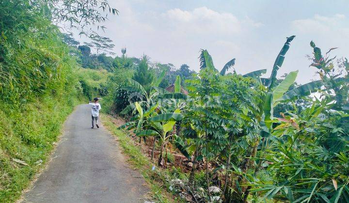 tanah 2 hektar di Tajur halang Cijeruk Bogor 2