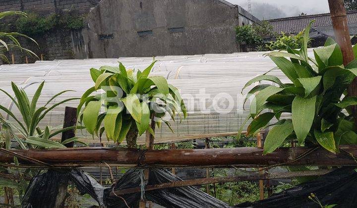 TANAH MURAH - DAERAH KEDASONG - DEKAT DENGAN DANAU BUYAN PANCASARI 2