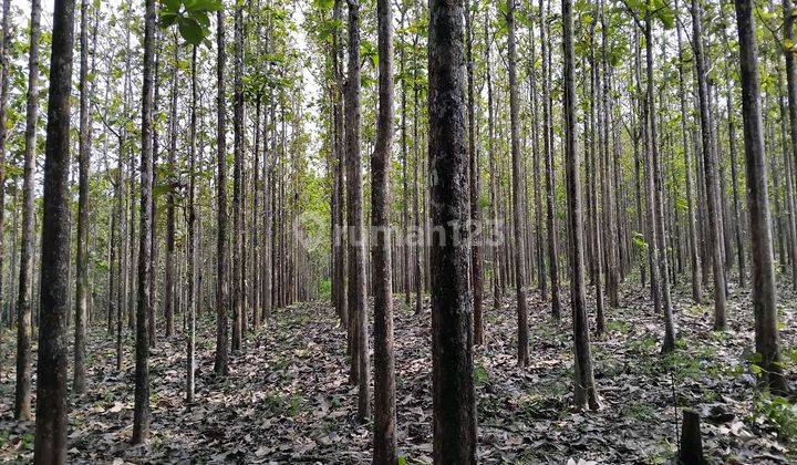 Tanah Hutan Jati 60.000m2 Shm Di Sukabumi Bantargadung  1