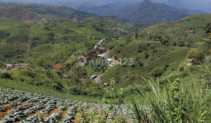 Tanah Kavling Perkebunan 10ha Cocok Untuk Villa, Agrowisata, Glamping Area. 2