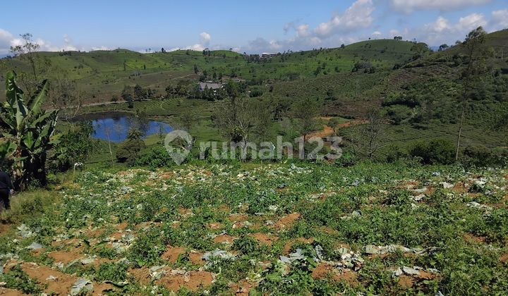 foto lainnya tanah kavling perkebunan 10ha cocok