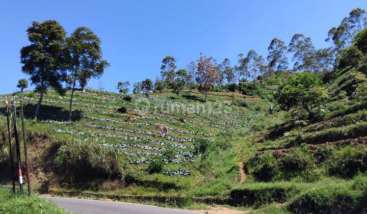 Tanah Kavling Perkebunan 10ha Cocok Untuk Villa, Agrowisata, Glamping Area. 2