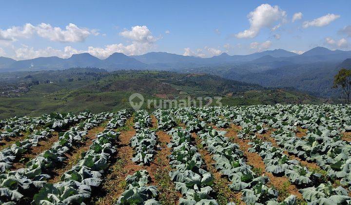 foto lainnya tanah kavling perkebunan 10ha cocok