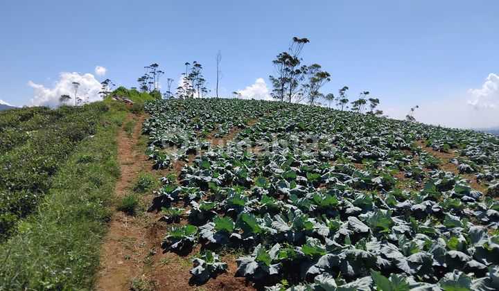 foto lainnya tanah kavling perkebunan 10ha cocok