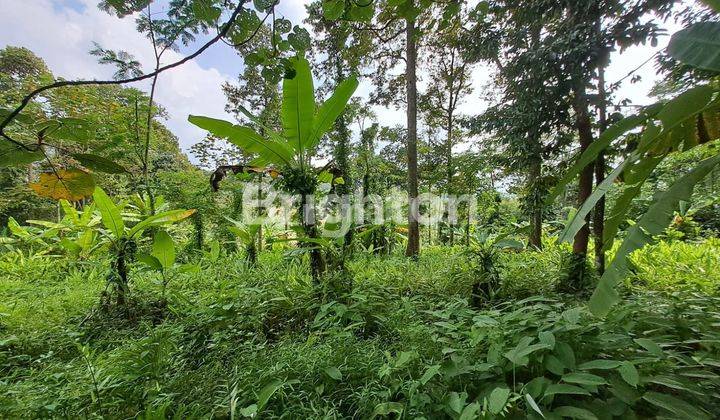 TANAH UNTUK INVESTASI HARGA JAUH DIBAWAH NJOP DI WONOPLUMBON MIJEN DEKAT CLUSTER BSB CITY NGALIYAN SEMARANG BARAT 2