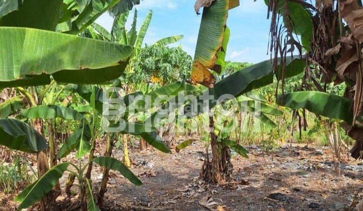 TANAH HOOK KAWASAN INDUSTRI CANDI DI BAWAH NJOP SEMARANG 2