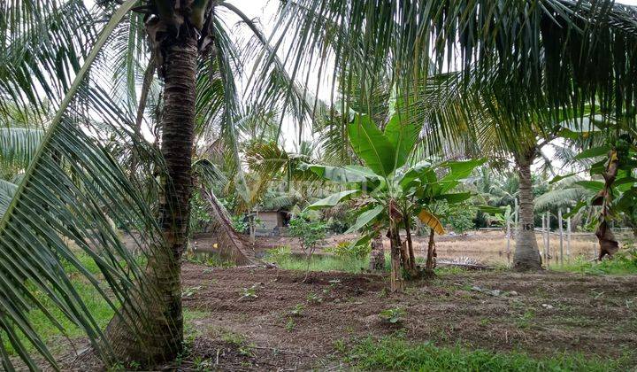 Tanah Luas Strategis Cocok Untuk Investasi Sudah Ada Tanaman Kelapa Di Percut Sei Tuan 1