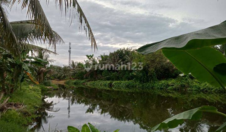 Tanah Luas Strategis Cocok Untuk Investasi Sudah Ada Tanaman Kelapa Di Percut Sei Tuan 2